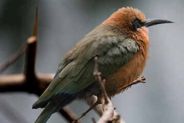 The White-Fronted Bee-Eater (Merops bullockoides).