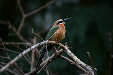The White-Fronted Bee-Eater (Merops bullockoides).