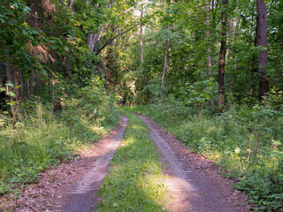 Forest road leading through deciduous forest. Spring season.