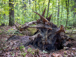 A fallen and rotten tree with roots protruding above the ground.