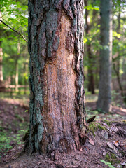 Damaged pine bark, resin leaking from the trunk. Spring time.
