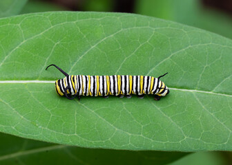 Monarch butterfly caterpillar with black, yellow, and white stripes is stretched across a green milkweed leaf while looking to feed.