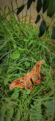 A giant, vibrant brown moth on the lawn