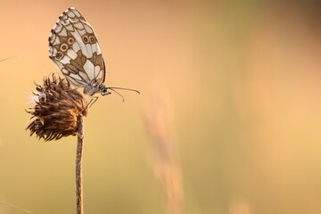 una farfalla galatea al tramonto