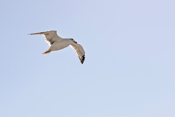 Seagulls fly freely in the sky