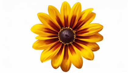 Obraz premium radiant yellow daisy with brown center transparent background