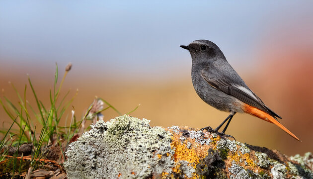 zwarte roodstaart black redstart phoenicurus ochruros