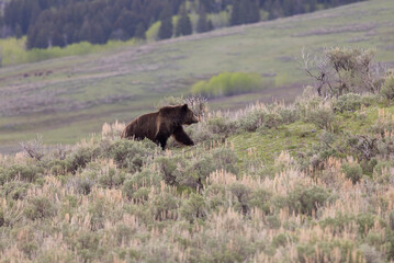 Grizzly Bear in Springtime in Yellowstone National Park Wyoming