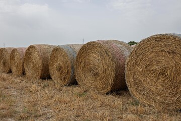 Round hay bales drying in the summer sun in a field