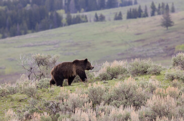 Grizzly Bear in Springtime in Yellowstone National Park Wyoming