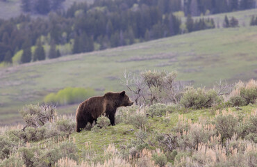Grizzly Bear in Springtime in Yellowstone National Park Wyoming