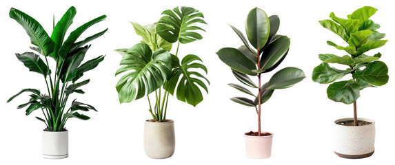 PNG Vibrant indoor potted plants collection, element set on transparent background