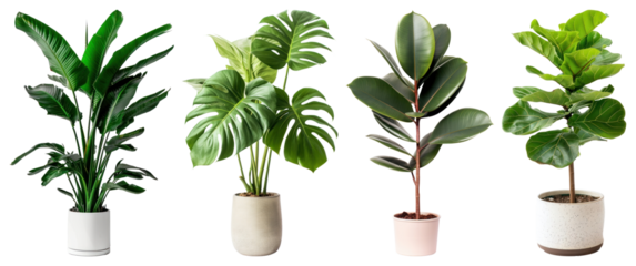 PNG Vibrant indoor potted plants collection, element set on transparent background