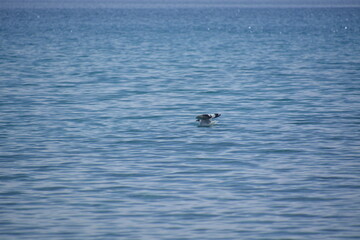 Obraz premium Pangong Tso is a beautiful lake in Ladakh, India, with beautiful landscapes and views. It is a much loved tourist destination and is famous between travellers.