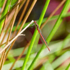 Red Damsel fly on a reed