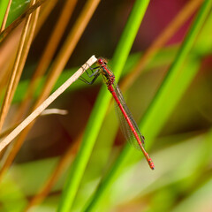 Red Damsel fly on a reed