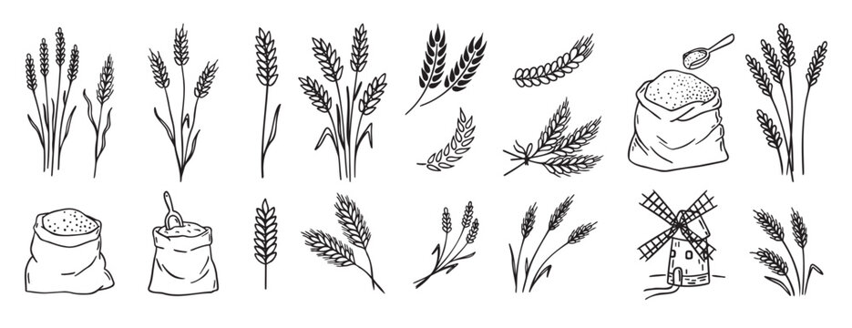 wheat and cereal plants, rye barley and ears of wheat in bag doodle hand drawn icon set. Outline drawing ears of wheat line clipart symbol collection