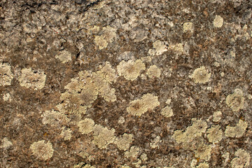 Dry lichen and moss on dark stone. Natural background
