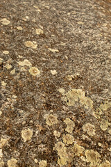 Dry lichen and moss on dark stone. Natural background