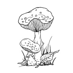 Linear sketch of autumn compositions of fly agaric mushrooms and forest plants. Vector graphics.