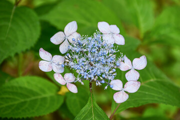 ヤマアジサイ Hydrangea serrata