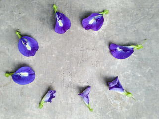 Telang tea leaves on gray background