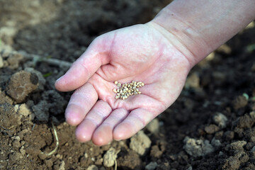 hand with spinach seeds