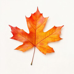 Obraz premium Bright autumn leaves isolated on white background with vibrant orange, yellow, and red tones, high-resolution natural foliage for seasonal design and creative compositions