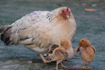 A beautiful rooster is sitting with its chicks. Many beautiful chicks including chicks.