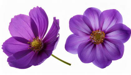 Obraz premium purple flower isolated on transparent background