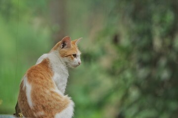 a common cat sits quietly alone in the backyard