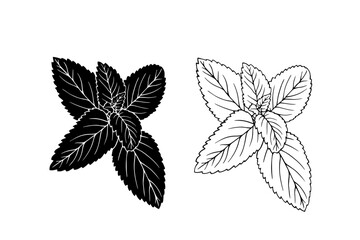 Linear sketch, strain, silhouette of spicy mint leaves. Vector graphics.