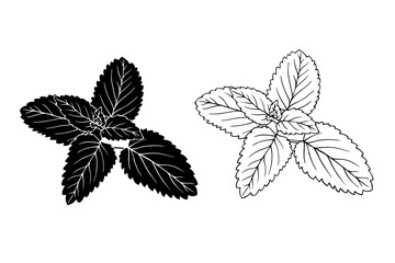 Linear sketch, strain, silhouette of spicy mint leaves. Vector graphics.