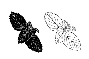 Linear sketch, strain, silhouette of spicy mint leaves. Vector graphics.