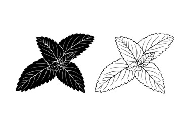 Linear sketch, strain, silhouette of spicy mint leaves. Vector graphics.