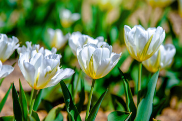 White tulips bloom on a green natural background
