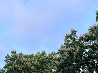 Flowering chestnut trees