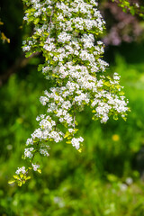 White hawthorn flowers on a green natural background
