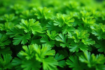Close-up shot of parsley forming a repeating design , botanical, herb, spring