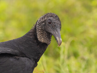 A close up of the unfeathered head of a Black Vulture with an inquisitive look