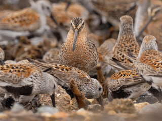 A face on view of a Short-billed Dowitcher standing amongst a group of actively feeding Dunlin