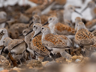 A group of Dunlin moulting in to alternate, summer plumage during their spring migration