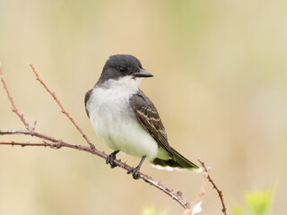A close up of an adult Eastern Kingbird perched up on a dry bramble twig