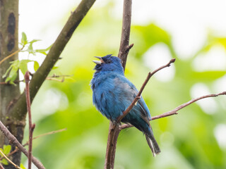 A bright bue male Indigo Bunting fluffed up and actively singing while perched on a narrow twig