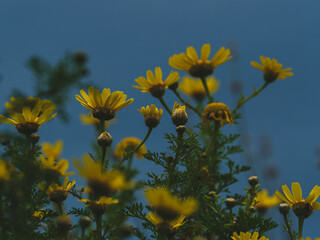 beautiful flowers in the nature