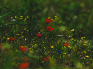 beautiful flowers in the nature