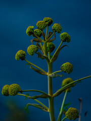 beautiful green plant