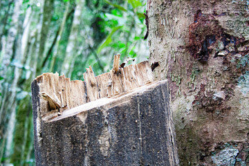 Spectacular felled tree with textures in a jungle environment.