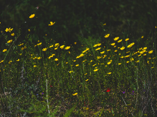 beautiful flowers in the nature