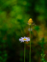 beautiful flowers in the nature